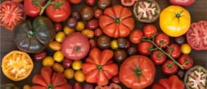 گوجه فرنگی تازه خوری و صنعتی از اواسط تیرماه تا اواسط آبان ماه